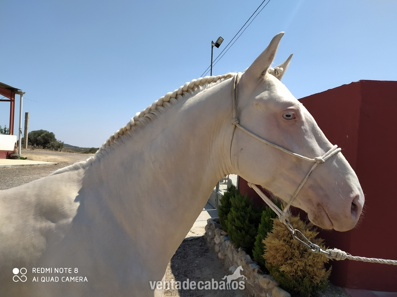 Caballos Enteros Cruzado de cuarto milla - Precioso potro albino