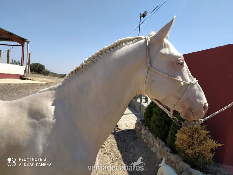 Precioso potro albino - Caballos Enteros Cruzado de cuarto milla