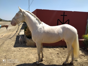Precioso potro albino