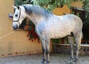 CABALLO CARTUJANO MONTADO