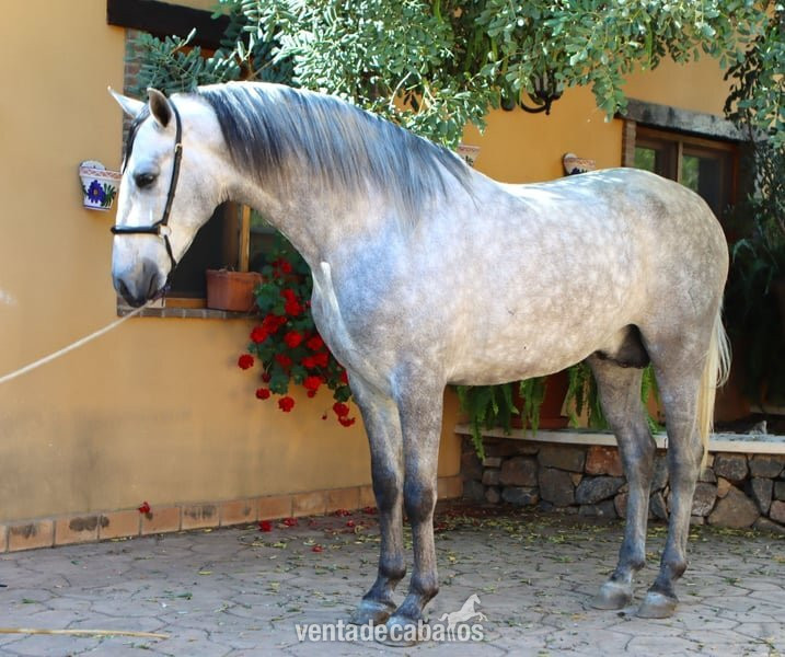 CABALLO CARTUJANO MONTADO in 