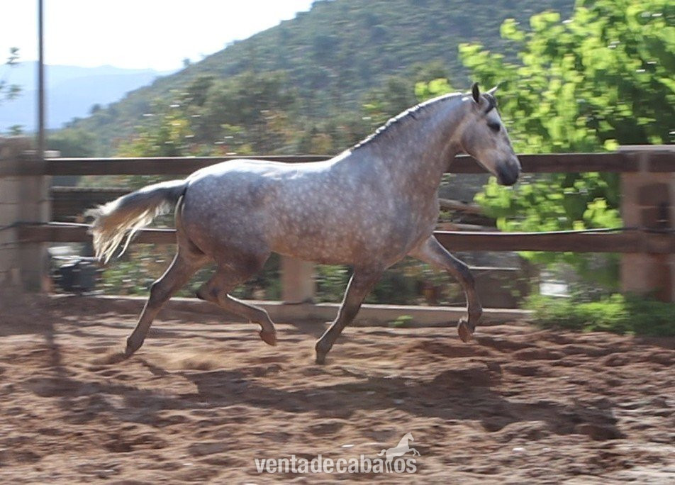 Caballos Enteros EMPTY - CABALLO CARTUJANO MONTADO