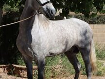 CABALLO CARTUJANO MONTADO