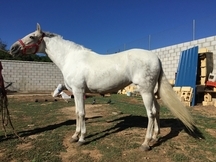 Se vende yegua
