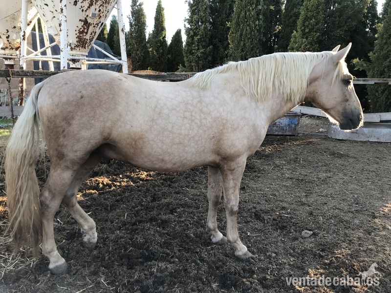 Cruzado Lusitano