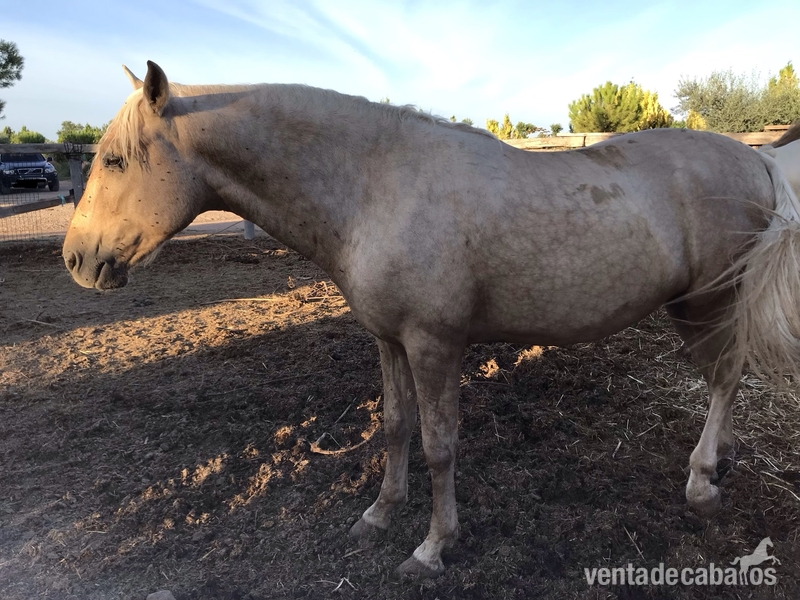 Cruzado Lusitano {TYPE}