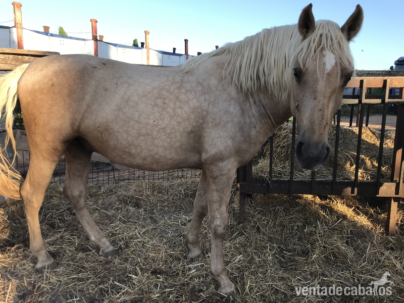 Caballos Enteros Cruzado Lusitano - Potro entero perla