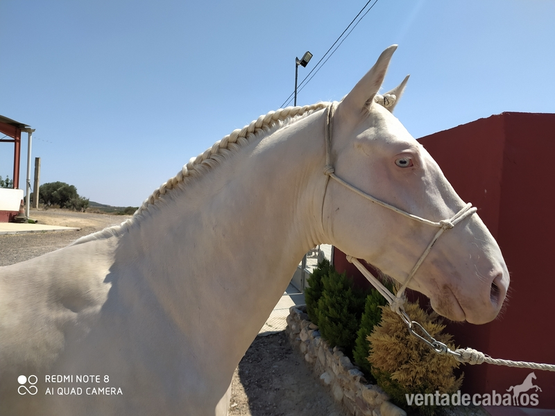 Caballos Enteros Cruzado de cuarto milla - Precioso potro albino
