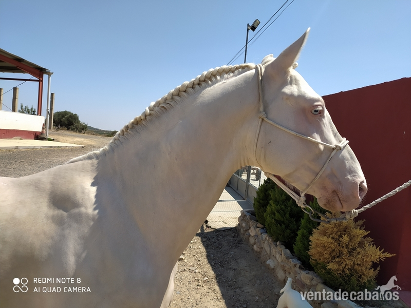 Precioso potro albino - Caballos Enteros Cruzado de cuarto milla