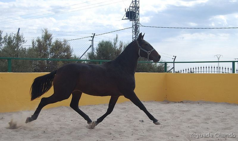 Pura Raza Española