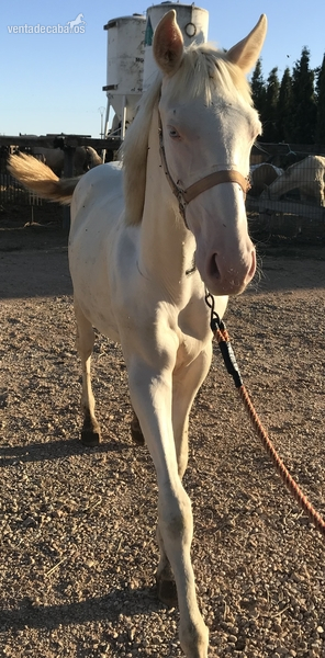 Potro Albino Entero in 