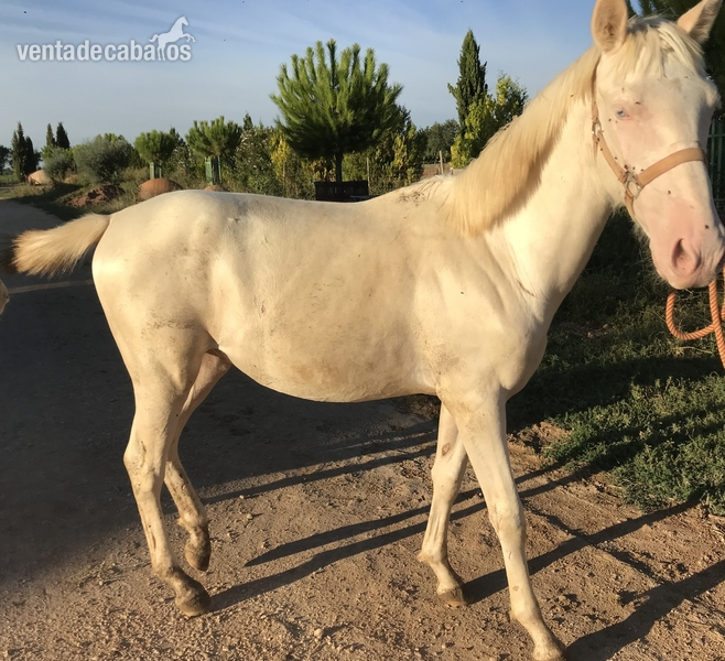 Potros Cruzado - Potro Albino Entero