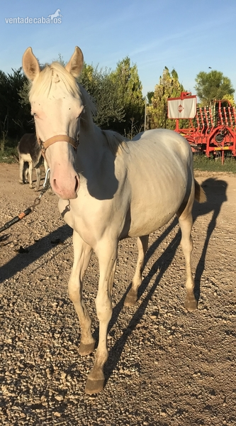 Potro Albino Entero - Potros Cruzado