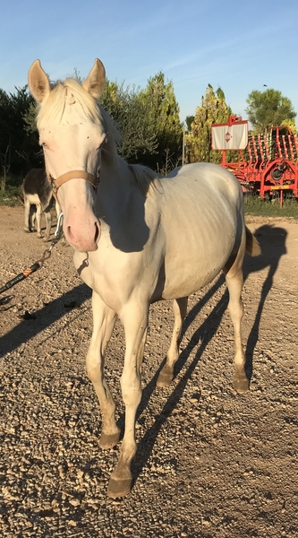Potro Albino Entero - Potros Cruzado