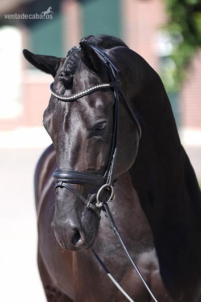 Caballos Capados Hannoveriano - hermoso castrado negro