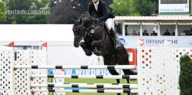 hermoso castrado negro - Caballos Capados Hannoveriano