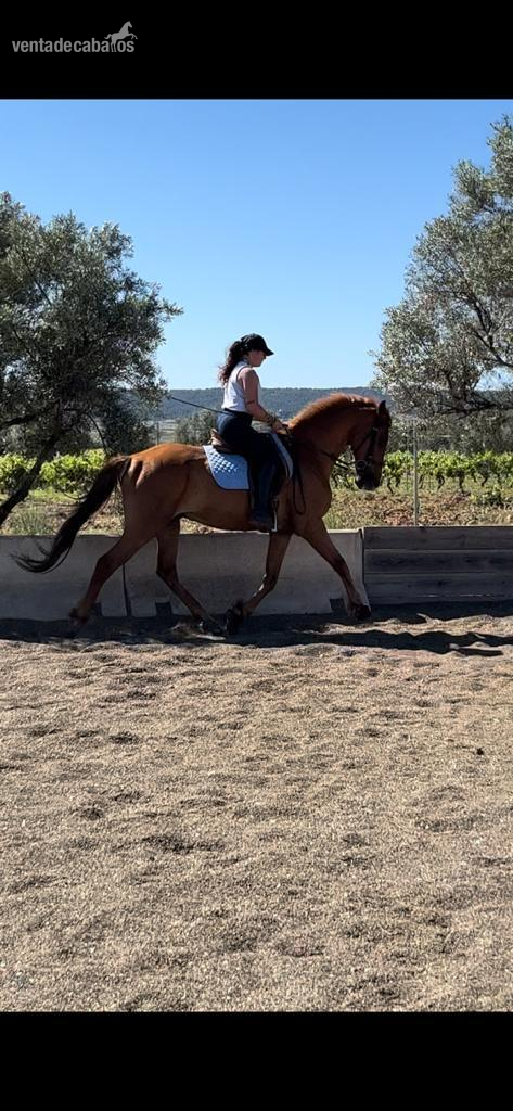 Caballo castrado anglo hispano árabe  in 