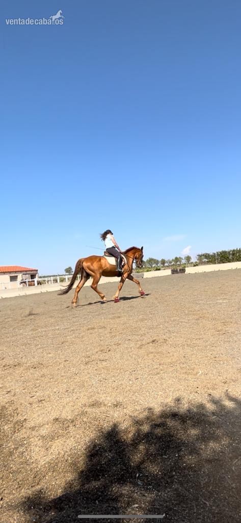 Caballo Hispano Árabe EMPTY - Caballo castrado anglo hispano árabe 