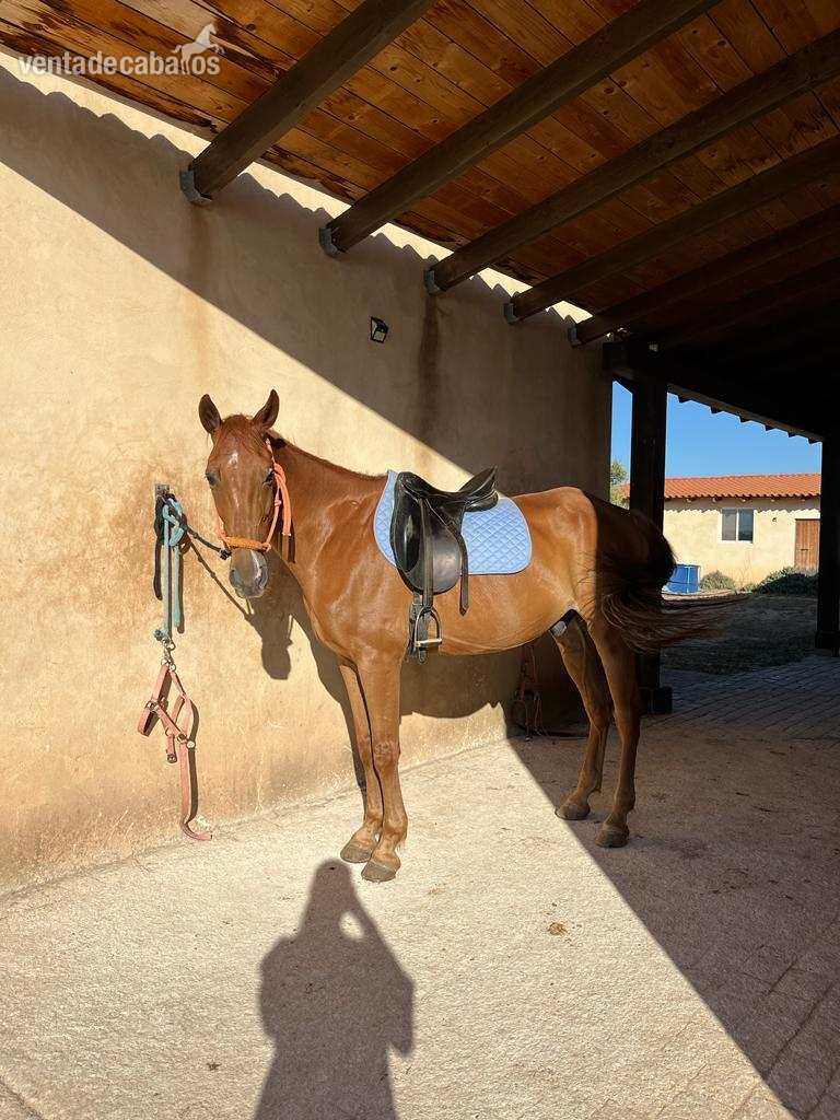 Caballo castrado anglo hispano árabe  - EMPTY
