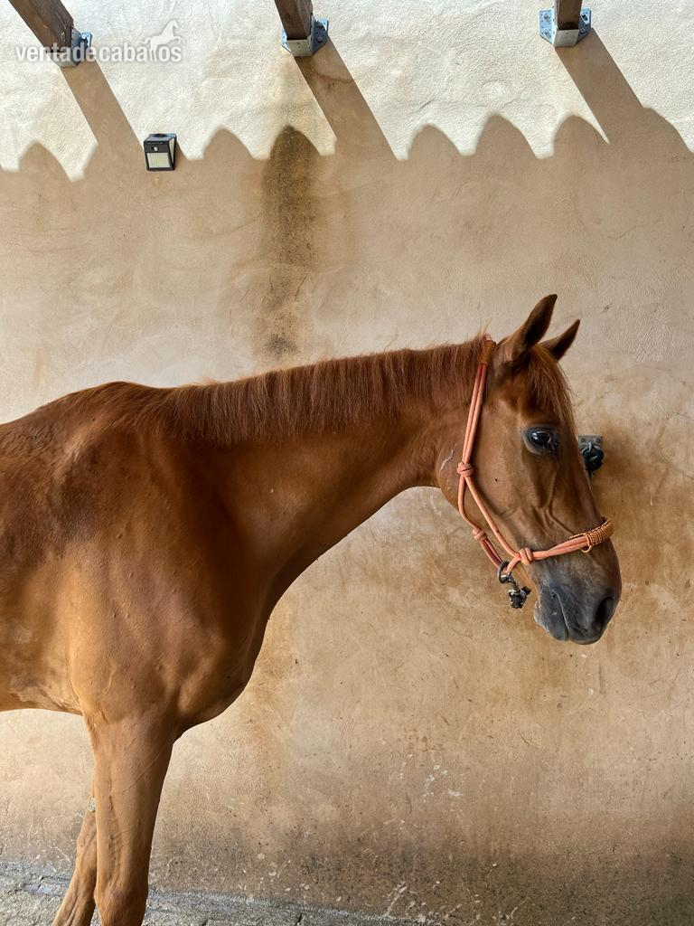 Caballo castrado anglo hispano árabe  - Caballo Hispano Árabe