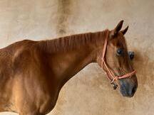 Caballo castrado anglo hispano árabe 
