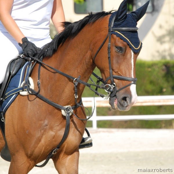 Caballo de Deporte Español (CDE) {TYPE}
