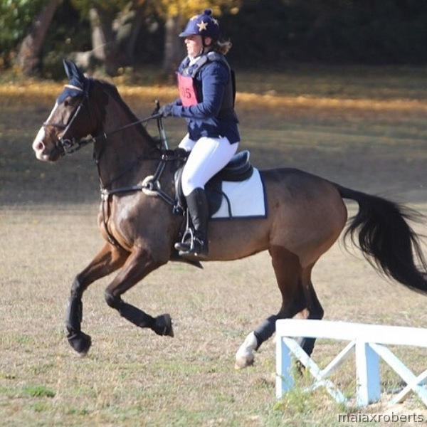 Caballos Capados Caballo de Deporte Español (CDE) - Se vende caballo de salto y completo