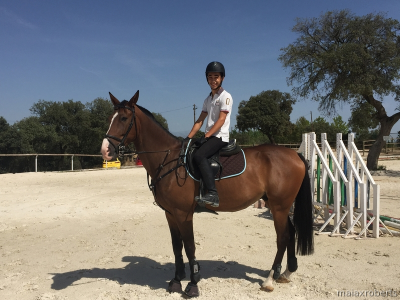 Se vende caballo de salto y completo - Caballos Capados Caballo de Deporte Español (CDE)