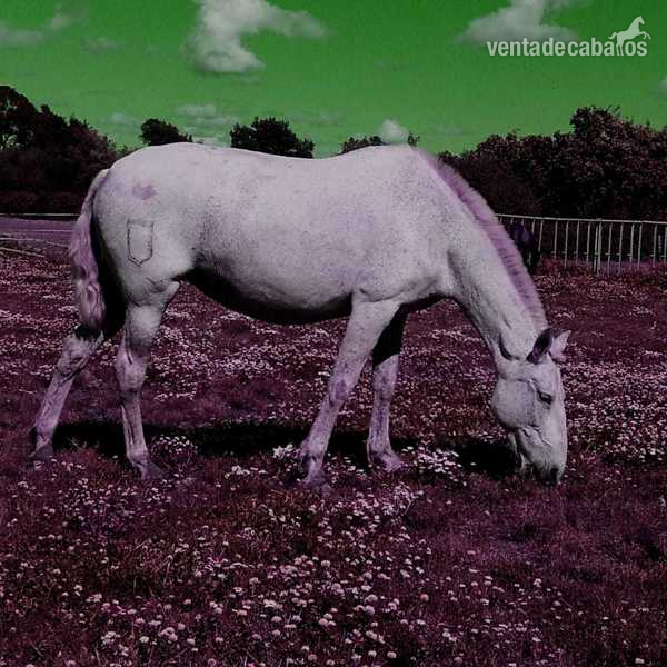 Lote de 4 yeguas origen Granda in 