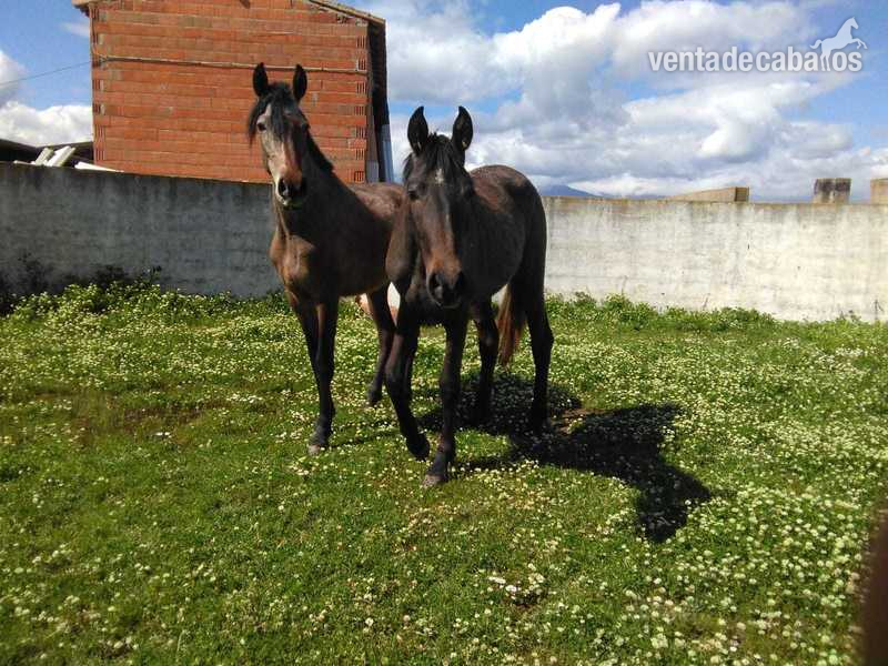 Caballos Pura Raza Española (P.R.E.) Pre - Lote de 4 yeguas origen Granda
