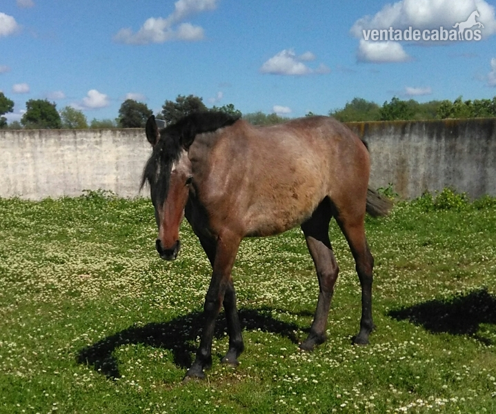 Lote de 4 yeguas origen Granda - Caballos Pura Raza Española (P.R.E.) Pre
