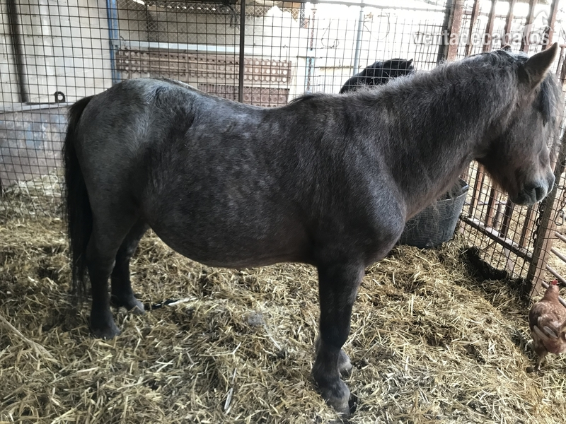 Pony enano joven in 