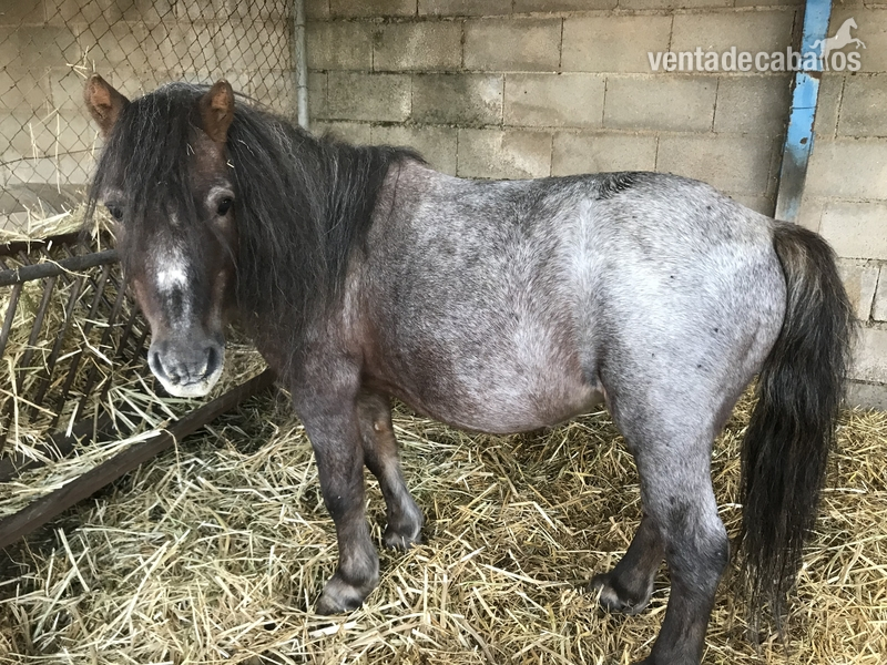 Ponis Miniatura Enano - Pony enano joven