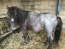 Pony enano joven