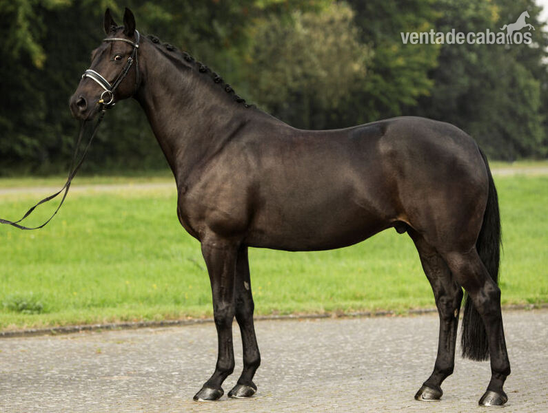 Un castrado hannoveriano negro absolutamente hermoso para saltar in 