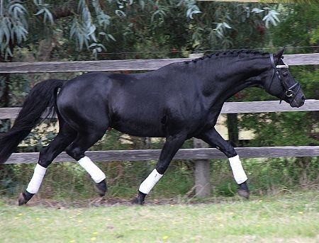Hannoveriano