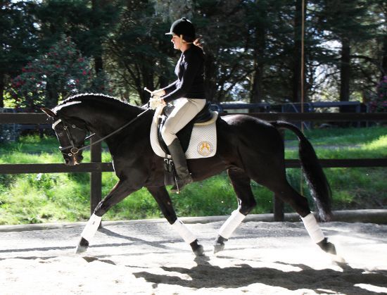 Hannoveriano {TYPE}