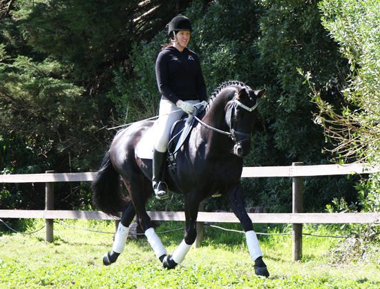 Caballos Capados Hannoveriano - Un castrado hannoveriano negro absolutamente hermoso para saltar