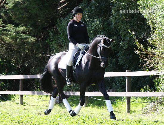 Caballos Capados Hannoveriano - Un castrado hannoveriano negro absolutamente hermoso para saltar