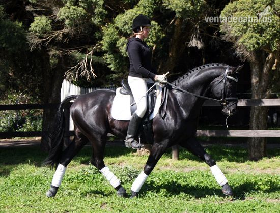 Un castrado hannoveriano negro absolutamente hermoso para saltar - Caballos Capados Hannoveriano
