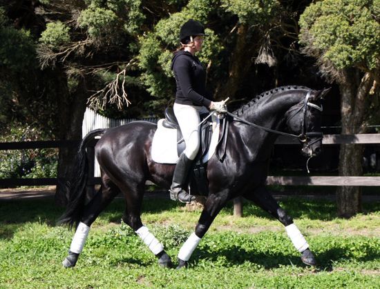 Un castrado hannoveriano negro absolutamente hermoso para saltar - Caballos Capados Hannoveriano
