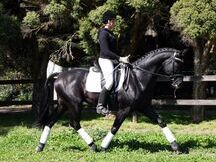 Un castrado hannoveriano negro absolutamente hermoso para saltar