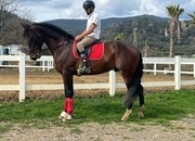 Caballo pura raza española 