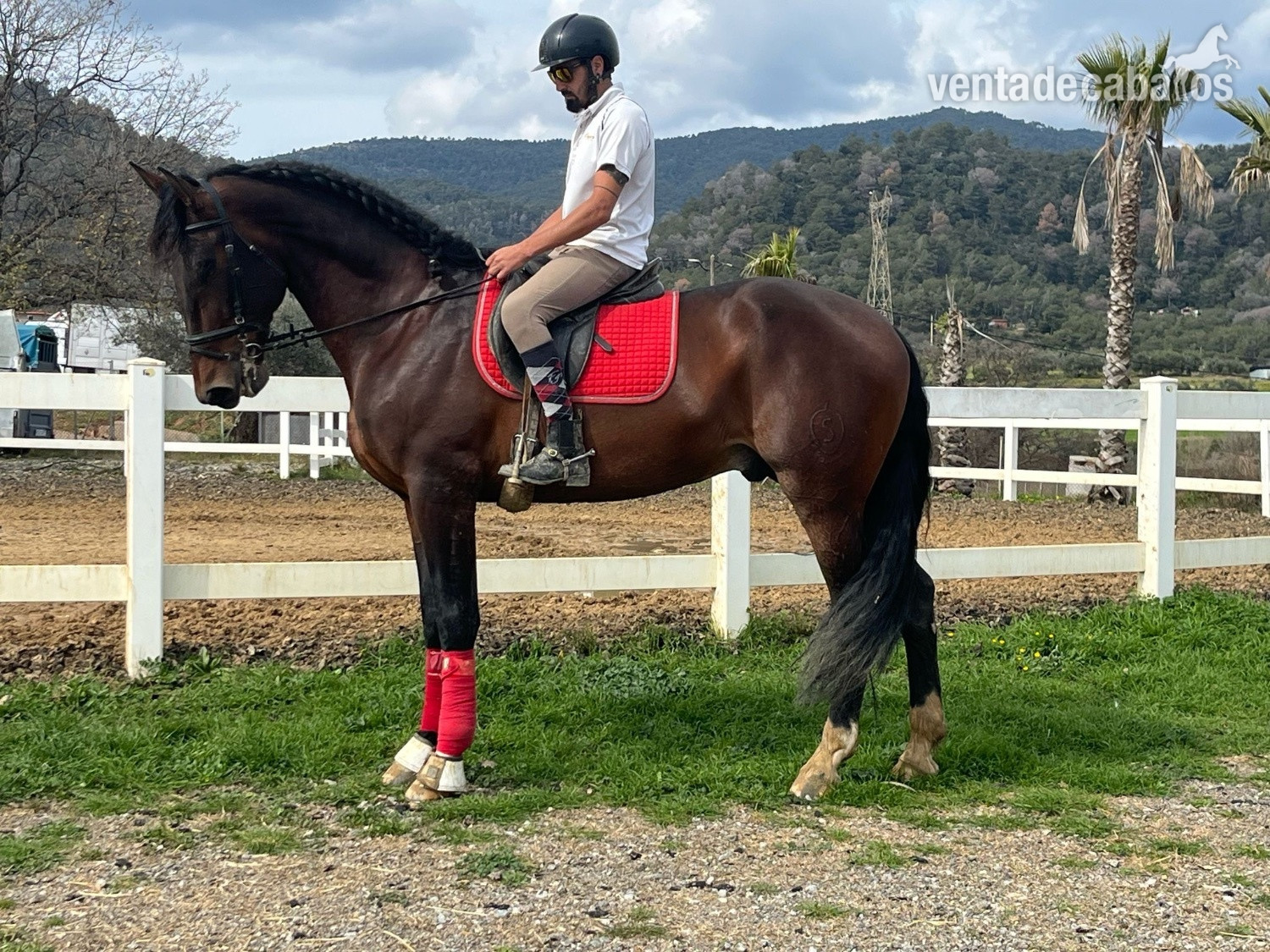 Caballo pura raza española  in 