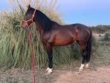 Caballo pura raza española 