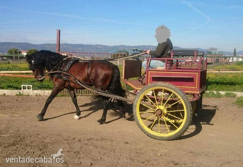 Caballo Pura Raza Española in 