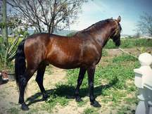 Caballo Pura Raza Española