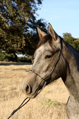 Hispano-Arabe