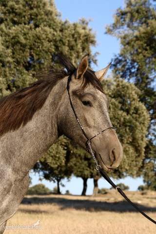 Hispano-Arabe {TYPE}