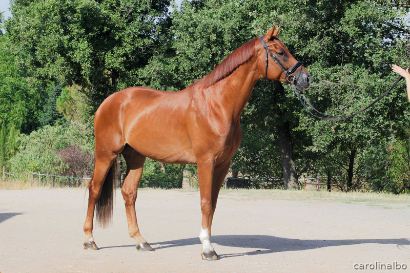 Caballo hannoveriano 6 años in 